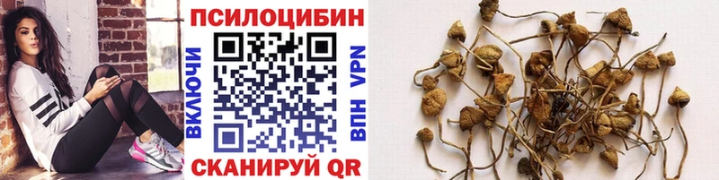 Псилоцибиновые грибы Psilocybe  Мантурово 